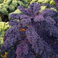 Grønkål - Borecole Scarlet - Brassica oleracea