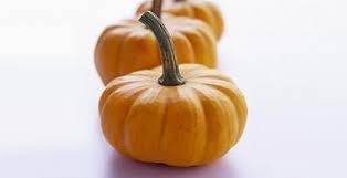 Mini Græskar - Jack be Little - Cucurbita pepo - FRØ
