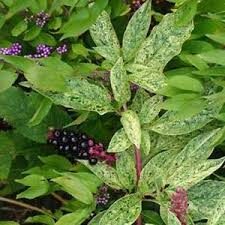 Amerikansk Kermesbær - Phytolacca americana