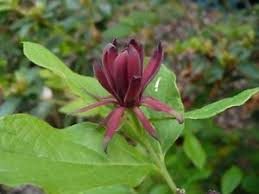 Calycanthus floridus var. floridus