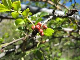 Japansk Peber Træ - Zanthoxylum Piperitum