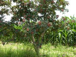 Japansk Peber Træ - Zanthoxylum Piperitum