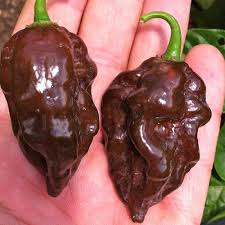 Devils Tongue Chocolate - C. chinense
