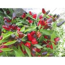 Turkish Flower Biber - Plante