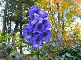 Ægte Stormhat - Aconitum napellus