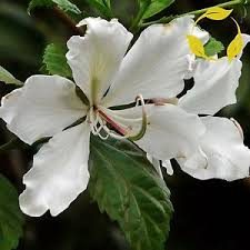 Orkidetræ - Hvid - Bauhinia variegata Alba