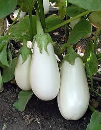Aubergine - Casper