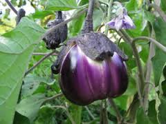 Aubergine - Violetta Di Firenze