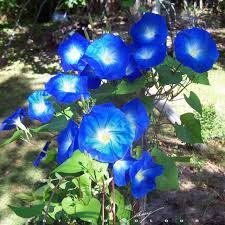 Moonflower - Morning Glory