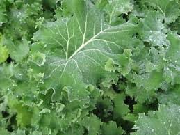 Grønkål - Thousand Head - Brassica oleracea