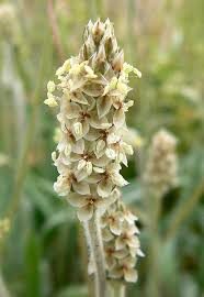 Loppefrø - Plantago psyllium