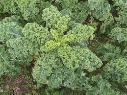 Grønkål - Dwarf Green Curled