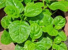 Spinatranke - Malabarspinat - Basella Alba Rubra