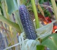 Majs - Zea Mays Hopi Blue