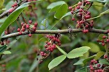 Zanthoxylum rhetsa