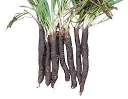 Skorzonerrod - Hispanica Giant Russian