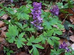 Hulrodet Lærkespore - Corydalis cava