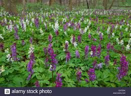 Hulrodet Lærkespore - Corydalis cava