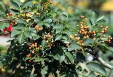Zanthoxylum bungeanum