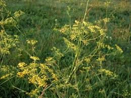 Almindelig Fennikel - Foeniculum officinale