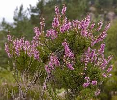 Hedelyng - Calluna vulgaris - FRØ