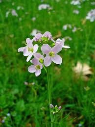 Engkarse - Cardamine pratensis