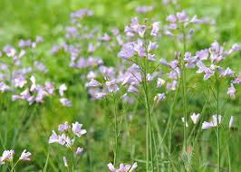 Engkarse - Cardamine pratensis