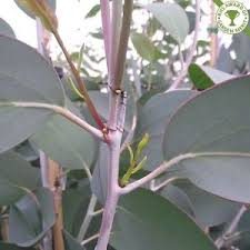 Eucalyptus pauciflora