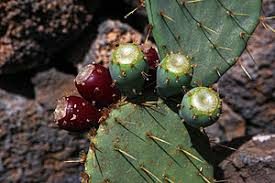Figen Kaktus - Opuntia engelmannii