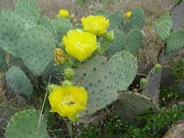 Figen Kaktus - Opuntia engelmannii