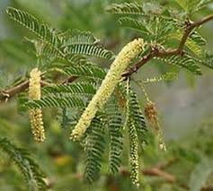 Mesquite træ - Prosopis juliflora