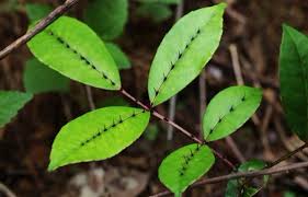 Zanthoxylum Nitidum - Stikkende Ask