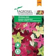 Vingetobak - Nicotiana Alata