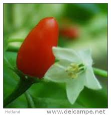 Bolivian Wild - C.baccatum