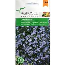 Kantlobelie - Lobelia Erinus