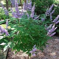 Kyskhedstræ - Vitex agnus-castus
