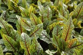 Skov Skræppe - Rumex sanguineus