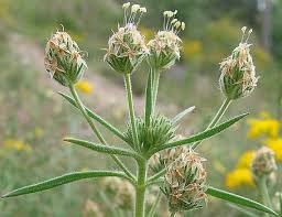 Loppefrø - Plantago psyllium
