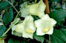 Klokkeranke Hvid - Cobaea scandens Alba