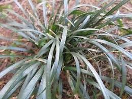 Japansk Slangeskæg - Ophiopogon japonicus – Bjarne's frø og planter