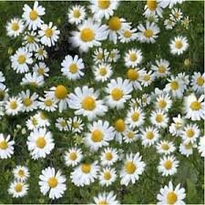 Kamille - Matricaria recutita chamomile