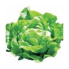 Merveille d´Hiver - Salat