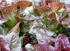 Salat - Merville d'Hiver