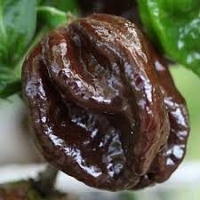 Habanero Ebony Giant - Plante