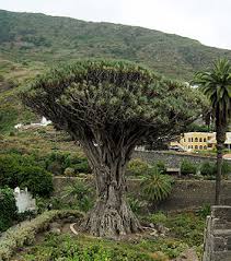 Drageblodstræ - Dracaena draco subsp. draco