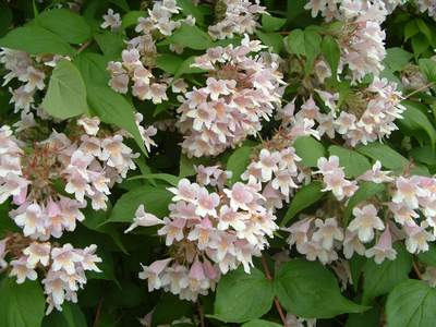 Dronningebusk - Kolkwitzia Amabilis