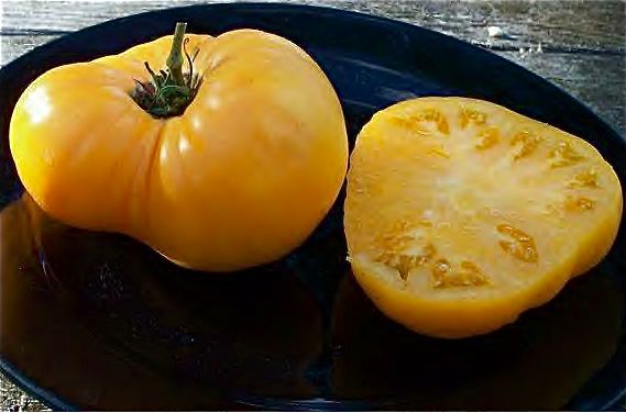 Dr wyche's yellow - Tomat