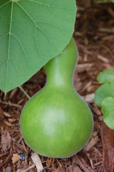 Birdhouse Gourd - Lagenaria