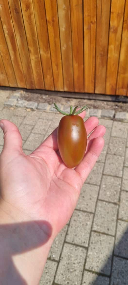 Tomat - Cherry Ducre