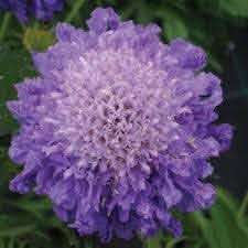 Due Skabiose - Butterfly Blue - Scabiosa columbaria